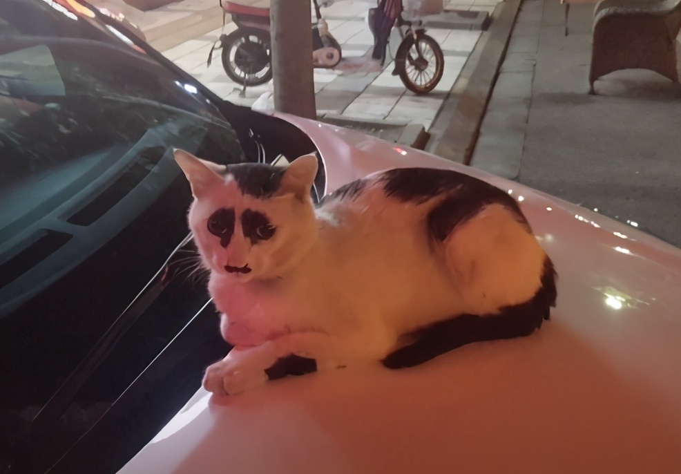 全网都以为复旦大学的猫被偷了，几天后…气得想骂猫