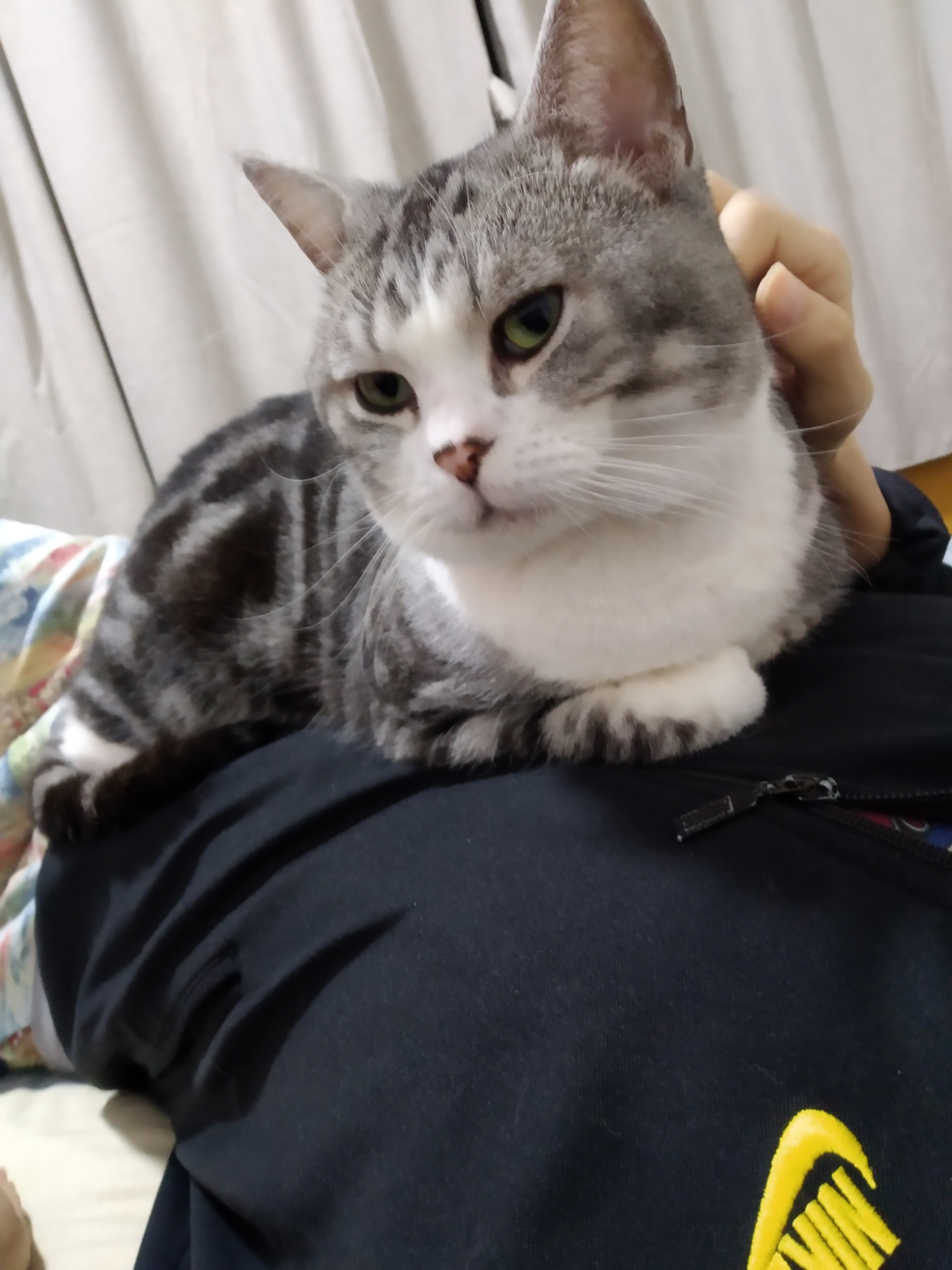 别再这样养猫了新手养猫10大误区,养猫人必须知道的十条养猫知识