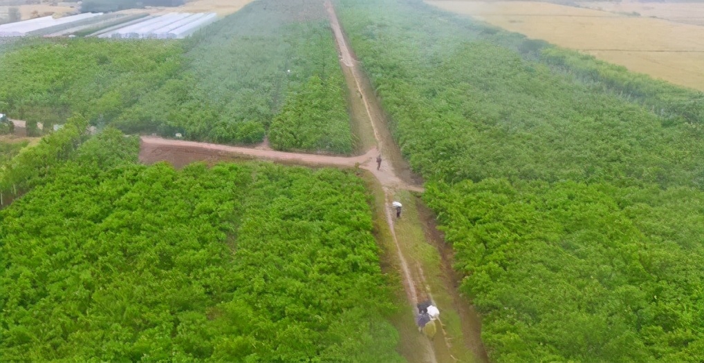 五月绿洲,六月的绿洲
