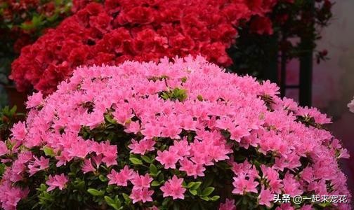 快递里的泡沫怎么养花,快递泡沫袋不要丢