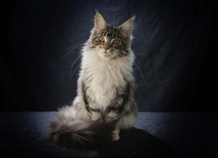 长毛缅因猫霸气名字大全,霸气的棕虎斑缅因猫视频