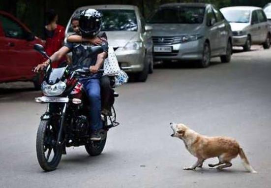 狗狗喜欢追车咬怎么纠正,狗狗喜欢追车怎么办