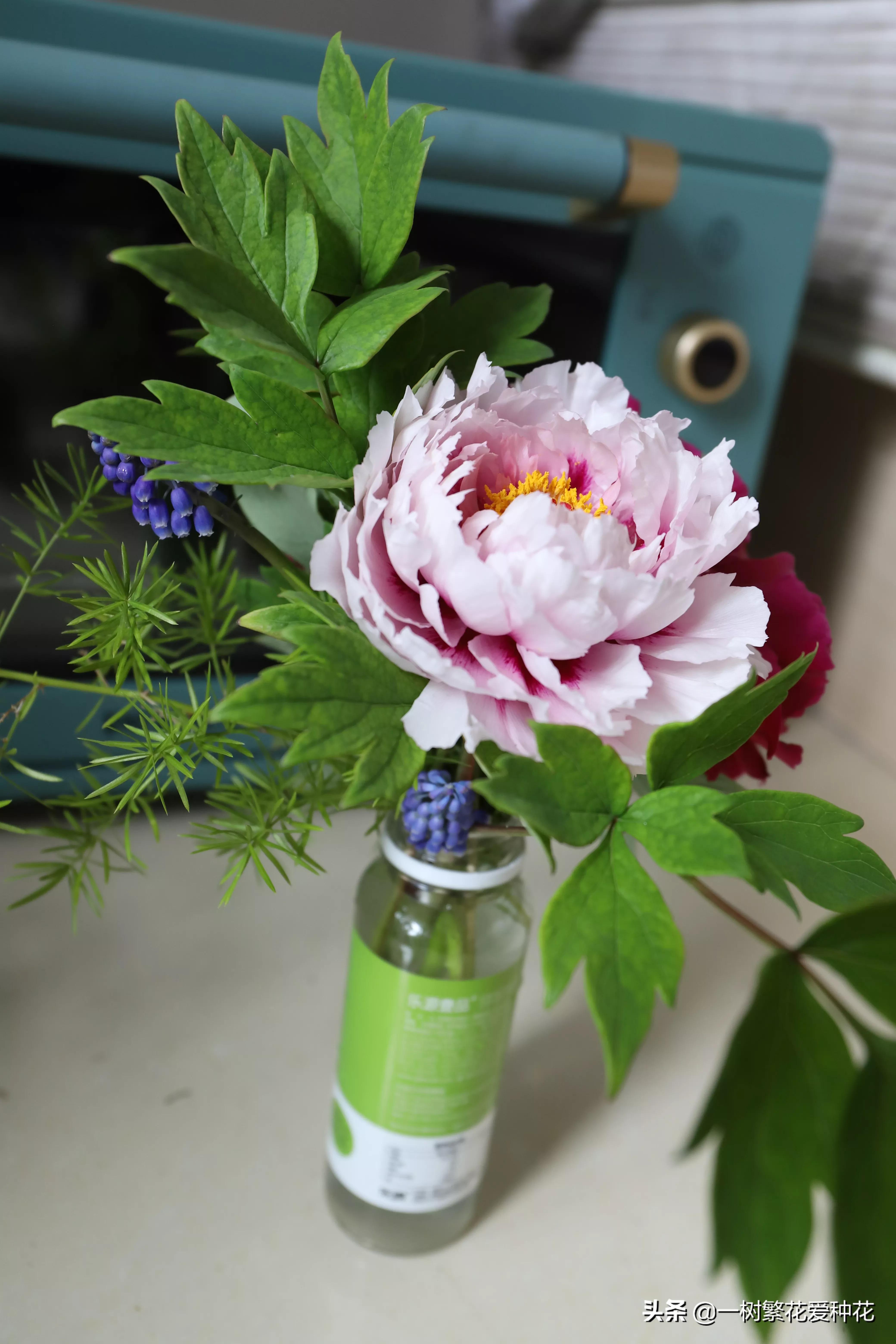 月季开花晒了太阳蔫了补救,月季叶子枯萎像缺水了一样