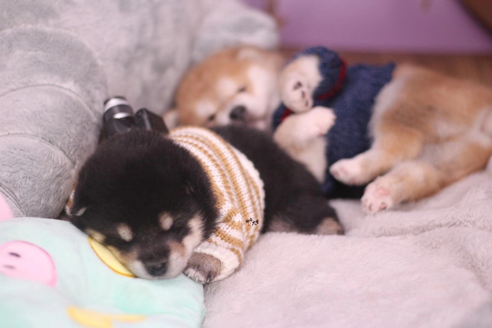 狗市和犬舍哪里买狗好,狗市的狗和宠物店的狗