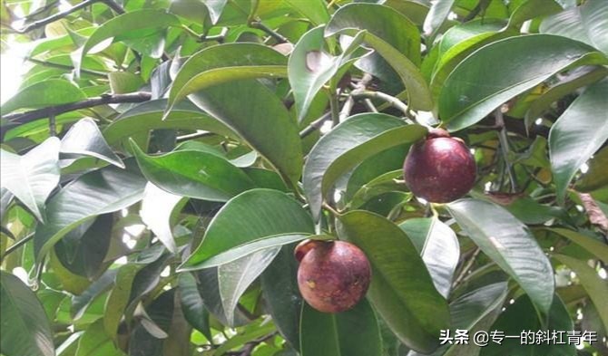 榴莲和菠萝蜜长什么样,榴莲菠萝蜜生长过程