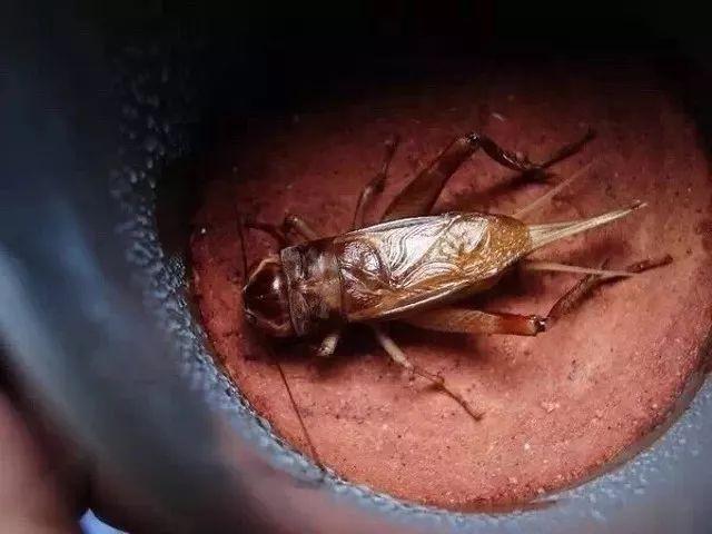 百艺杂谈，教你鸣虫界的八句“黑话”