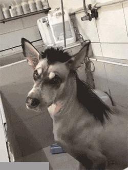 搞笑gif开心一刻,搞笑gif段子妹子你太皮了