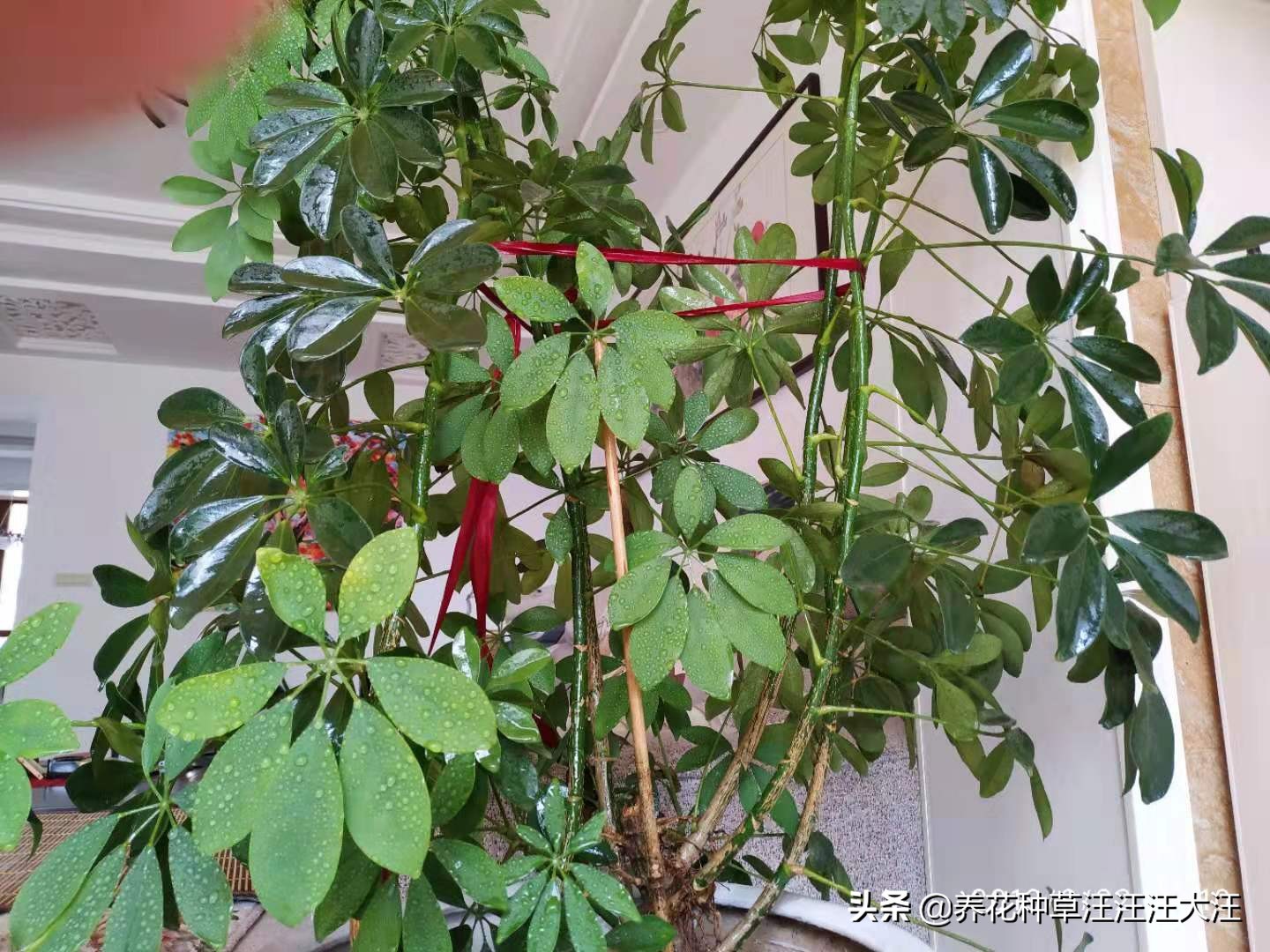 八方来财怎么养才能枝繁叶茂,八方来财叶子发黄脱落怎样挽救