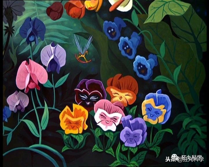 家里阳台的花,家里阳台上的绿植