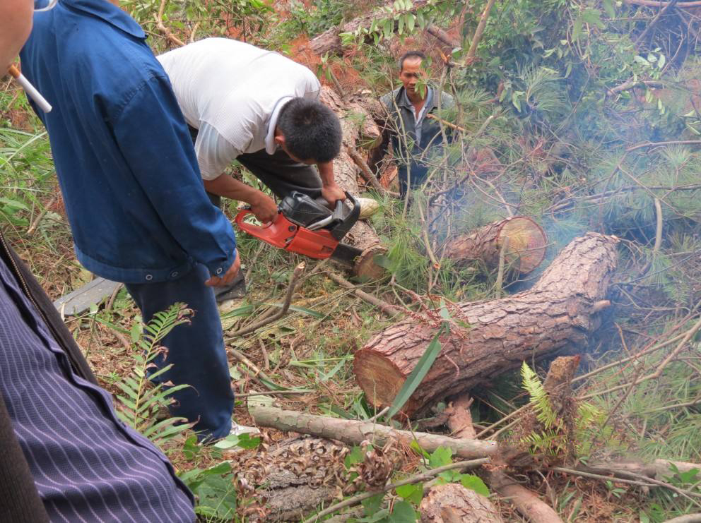 松树得了病枯黄用什么药,松树叶子变红是什么病