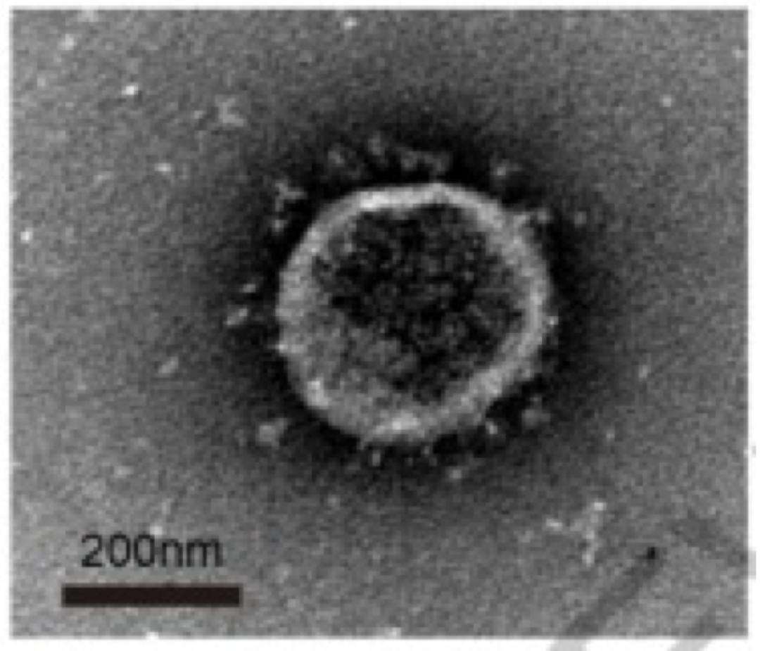 中医科学院任丽丽,任丽丽