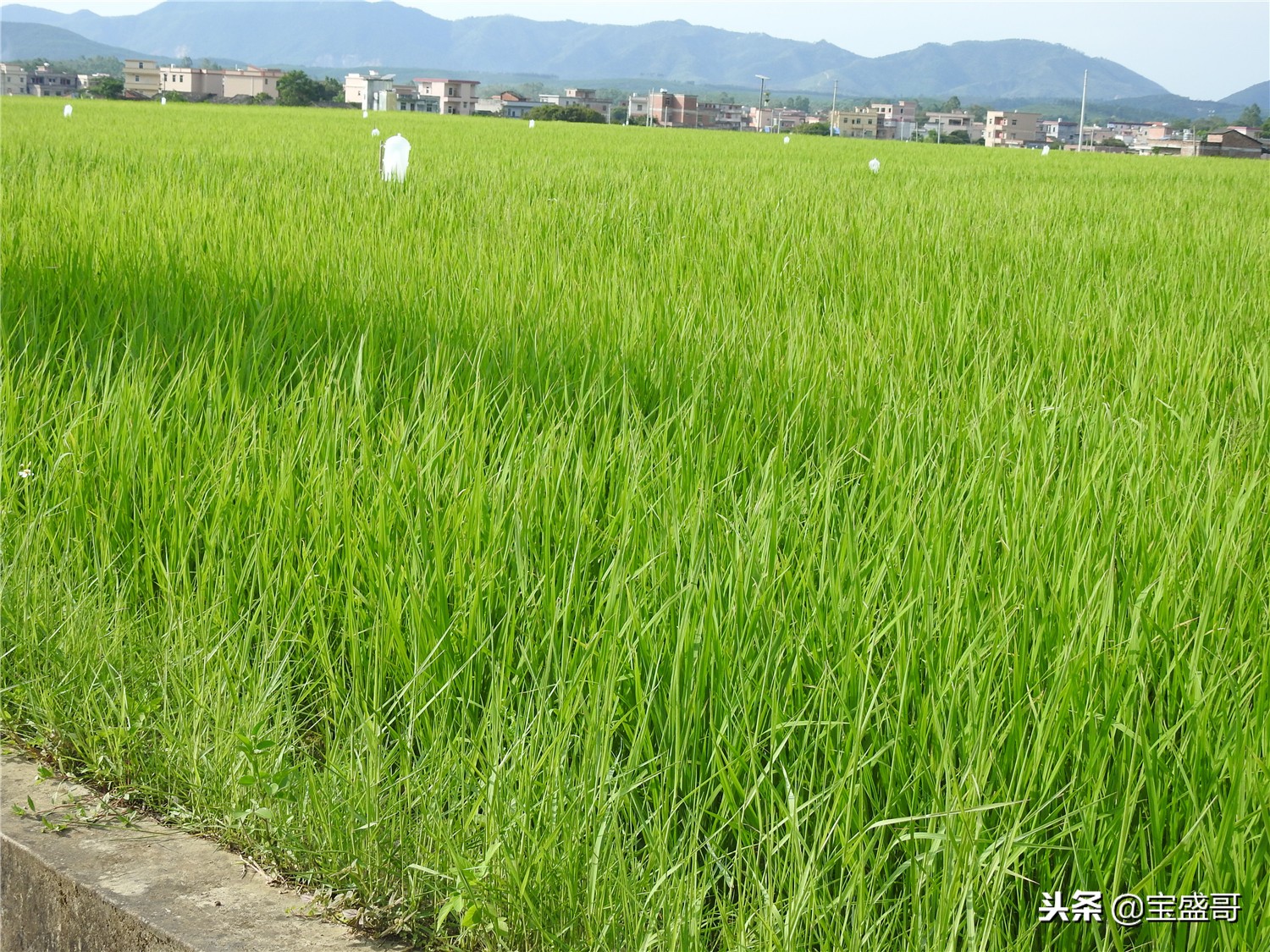 罗定值得人去的地方,罗定的一处美景