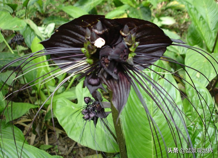 全世界就这几种黑色花都齐了,任意选栽一盆都会让你赚足眼球
