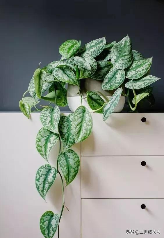 发财树死了吊兰长得挺好,绿萝发财树救活方法