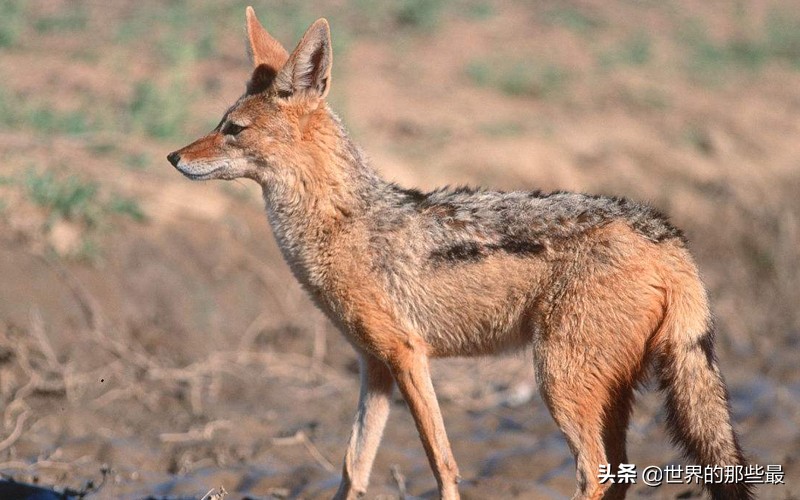 非洲这种犬科动物，一生只娶一个老婆，日常就是跟秃鹫火拼