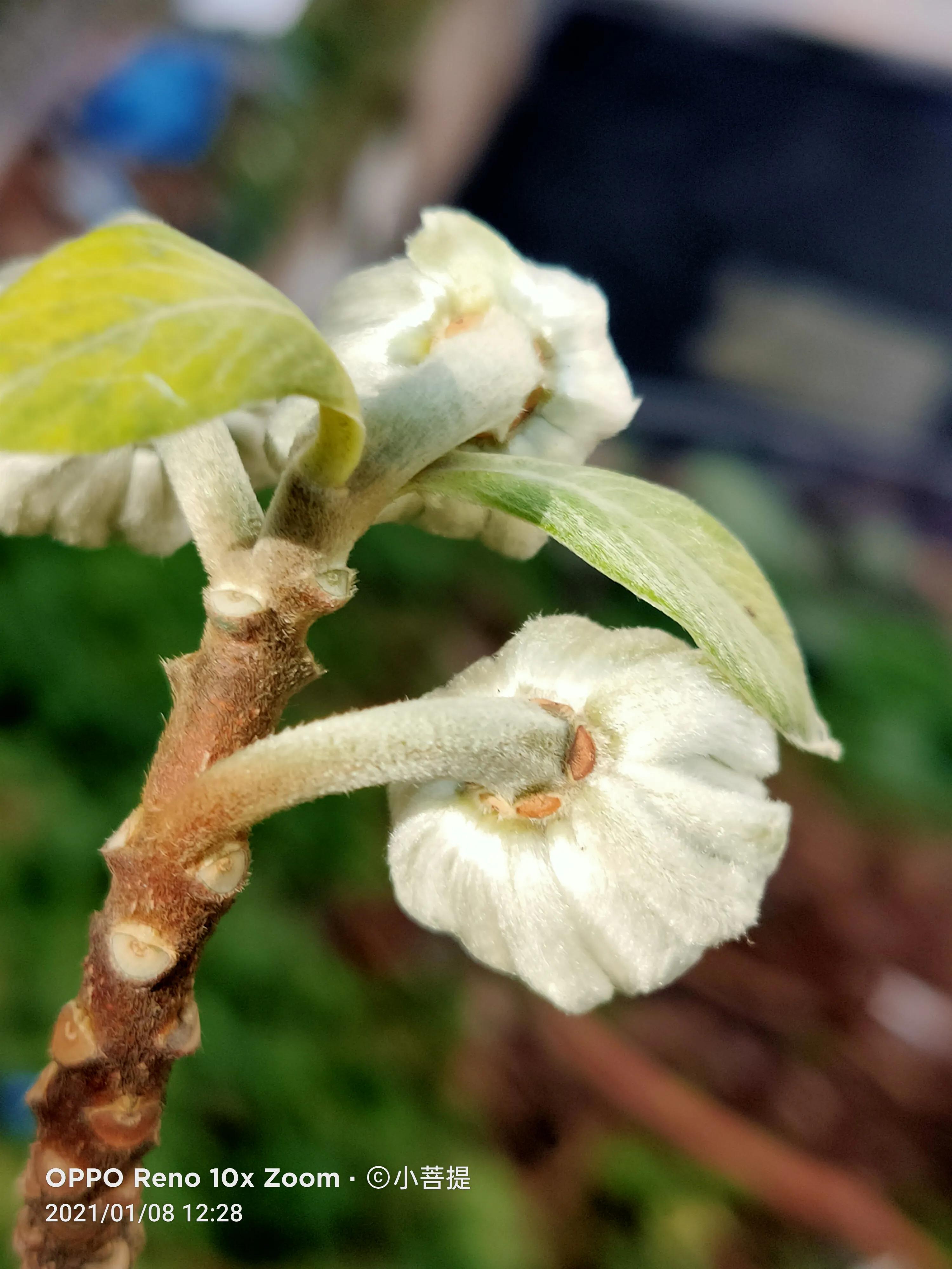 这就是爱情树，若在枝上打两个同向的结，就能得到甜蜜爱情和幸福