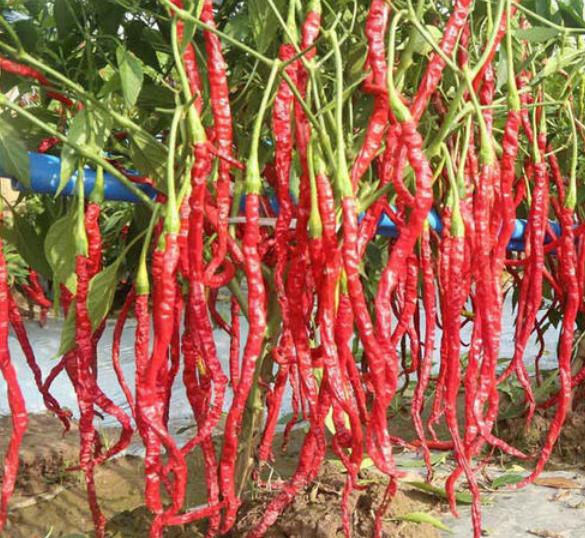 辣椒的奇迹！辣椒根腐病用这个杀菌组合，亩产上万斤一茬接一茬