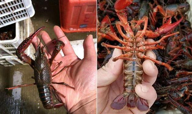 小龙虾红色和黄色区别,买小龙虾和虾尾有区别吗