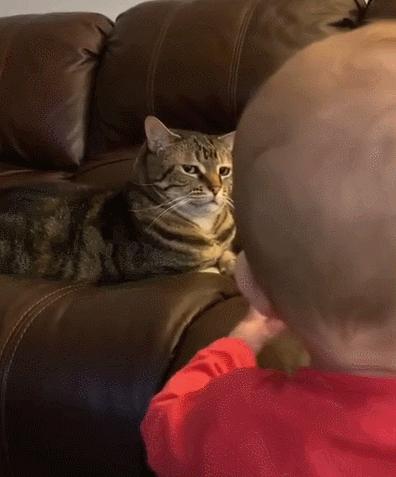 橘猫被抓警察局,肥猫被警察带走判刑