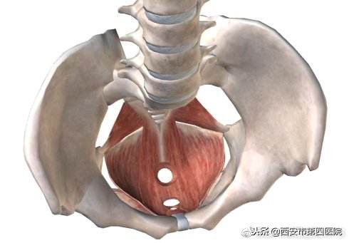 盆底肌最好的状态是怎么样的,了解盆底肌生物反馈治疗的要点