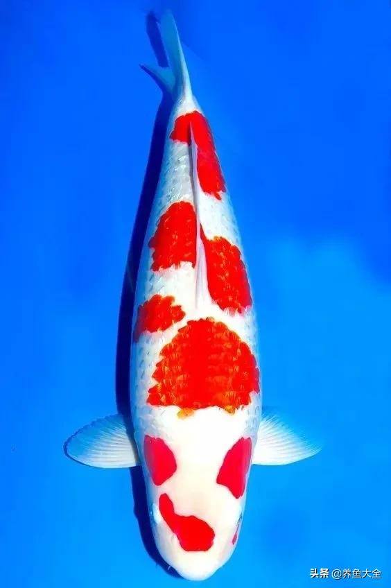 德系锦鲤品种图片,丹顶孔雀锦鲤品种