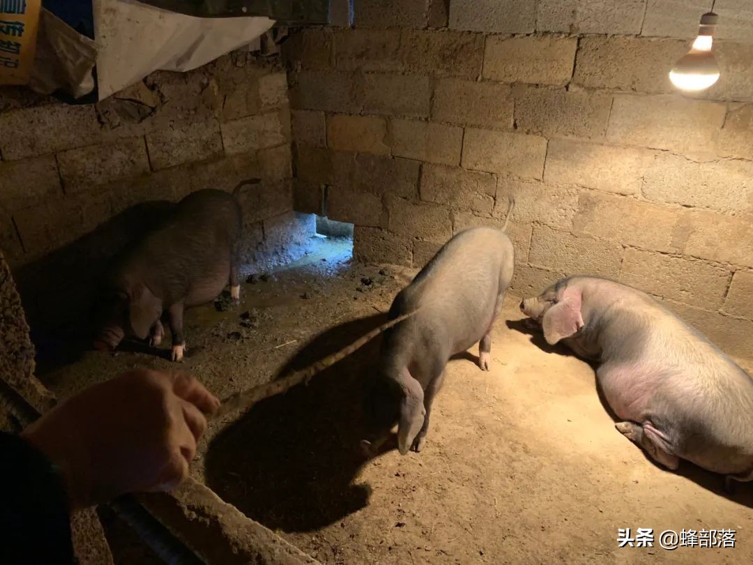 如何让猪定点排放,如何让猪在固定地方睡