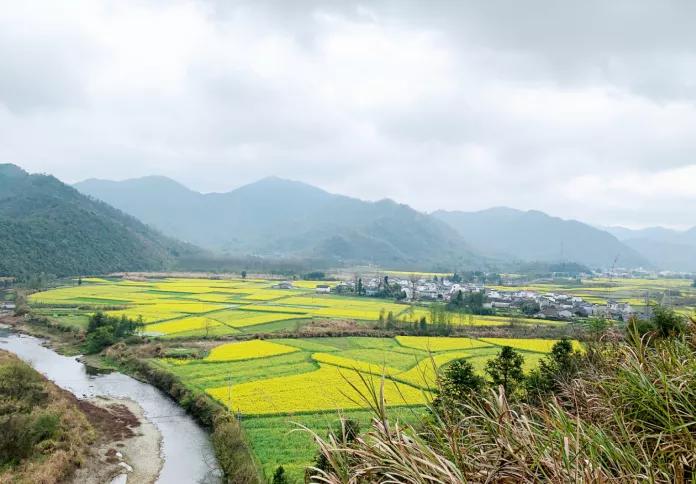 黄山踏青油菜花图片,黄山油菜花景观进入最佳观赏期