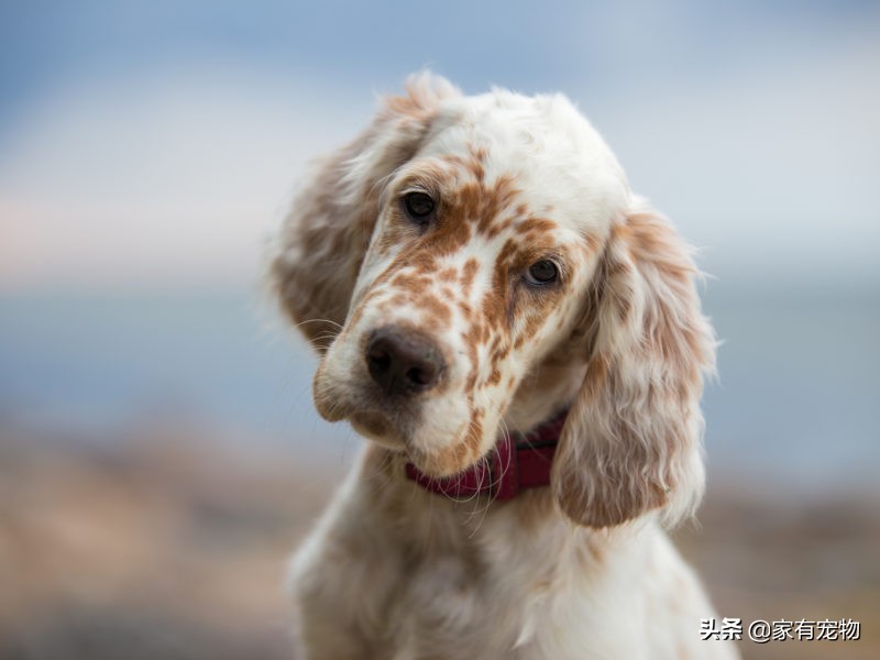 为什么狗会斜着看主人,为什么狗会仰着头睡觉