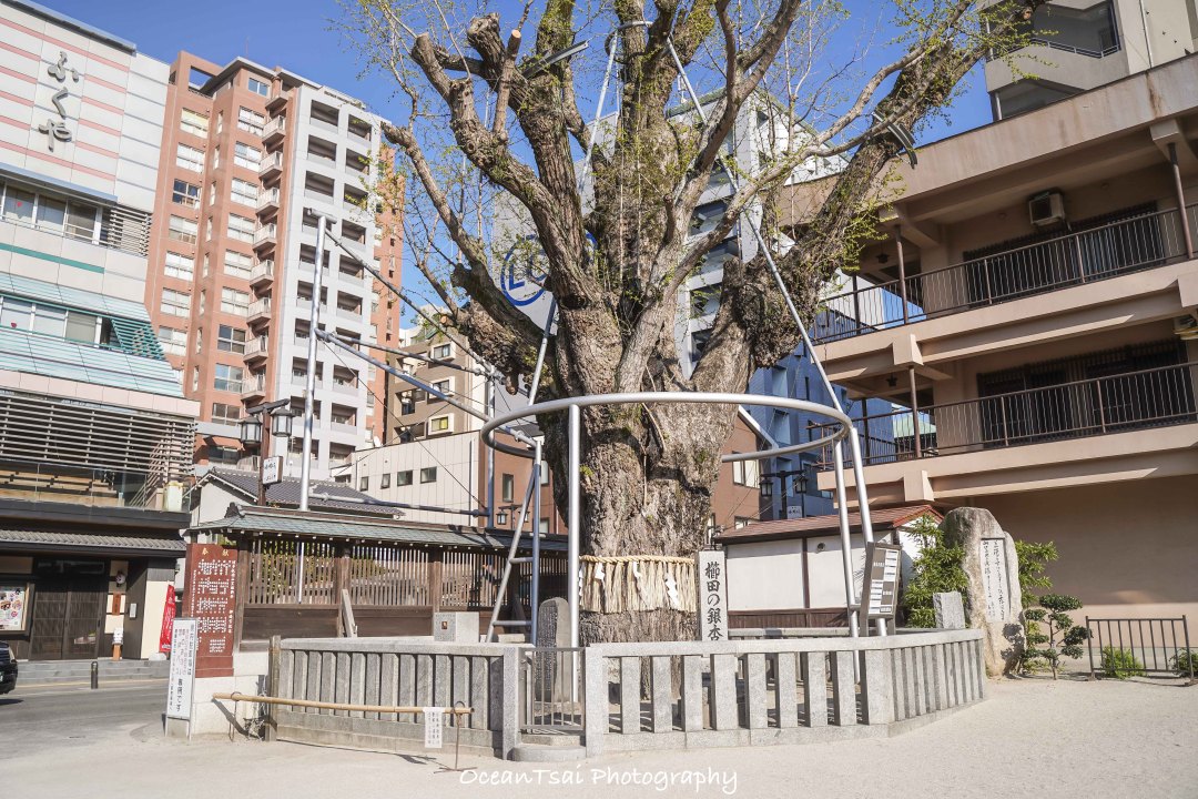 日本游轮游避坑,日本邮轮八天七夜具体行程