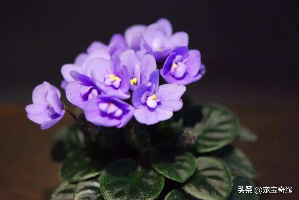 铲屎官必须要知道的猫咪常见疾病,铲屎官对猫有什么危害