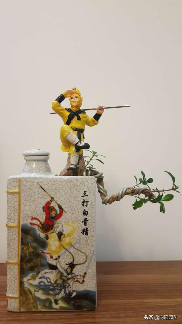 空酒瓶创意改造盆栽,室内盆栽植物专用瓶