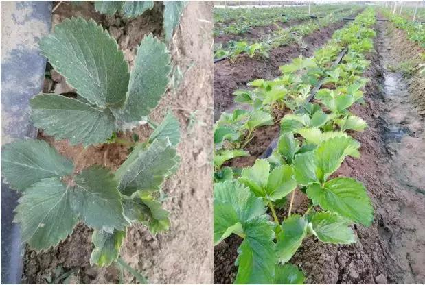 草莓叶片边缘发黑是怎么回事,草莓叶片发红发黄怎么回事