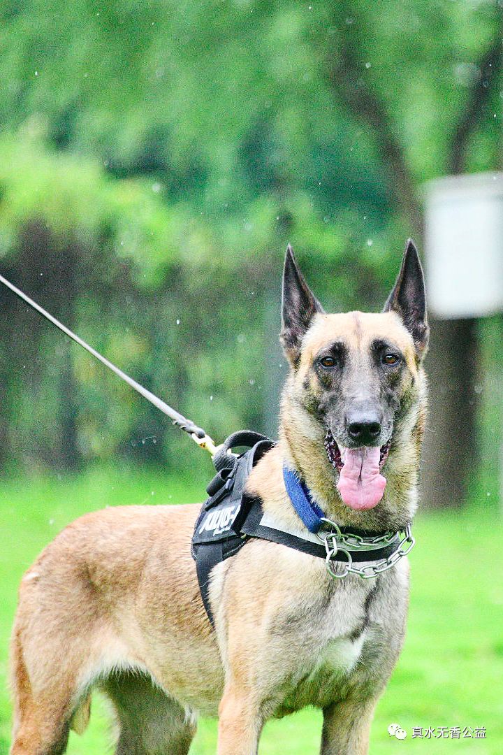 我是一条警犬，我的名字叫马六