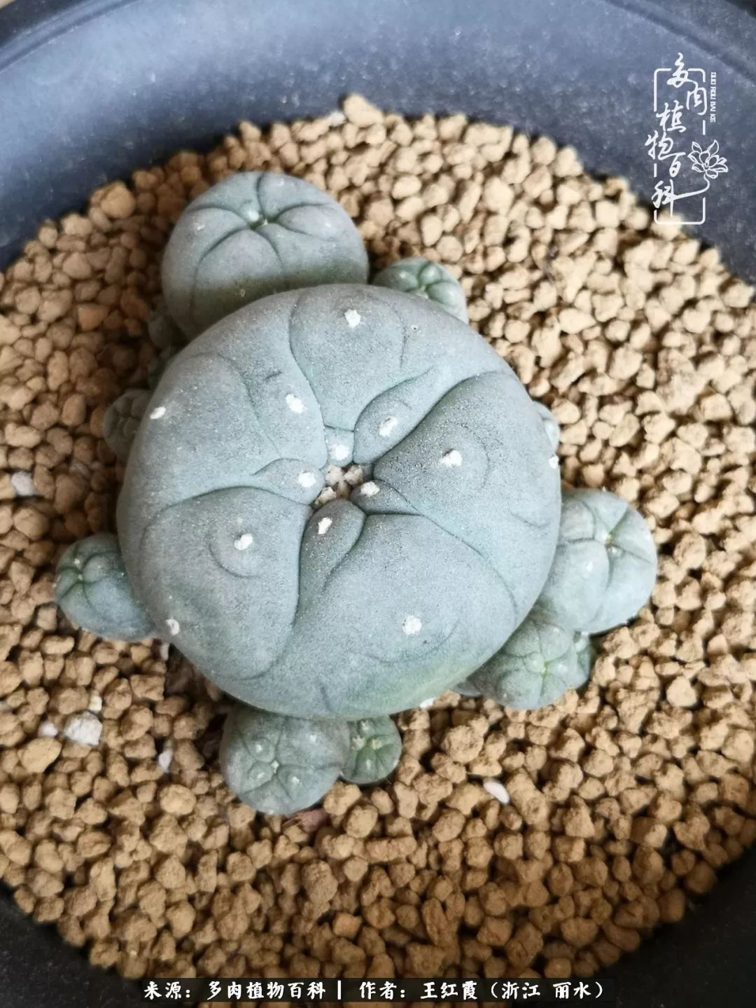 仙人球露养条件,仙人球的露养方法