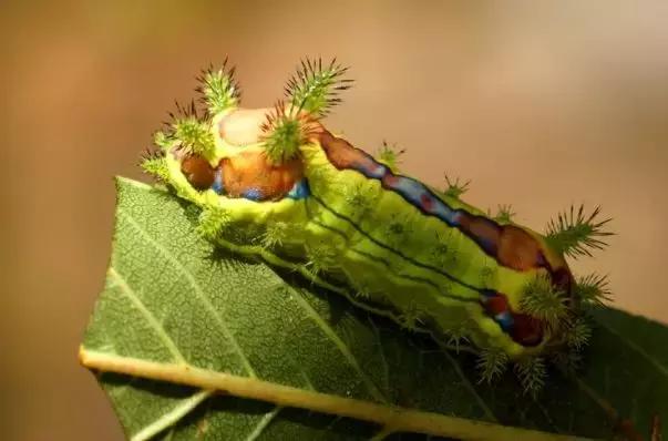 着它蛰一下火烧火燎，你印象中满身带刺的“火辣子”妈妈是谁