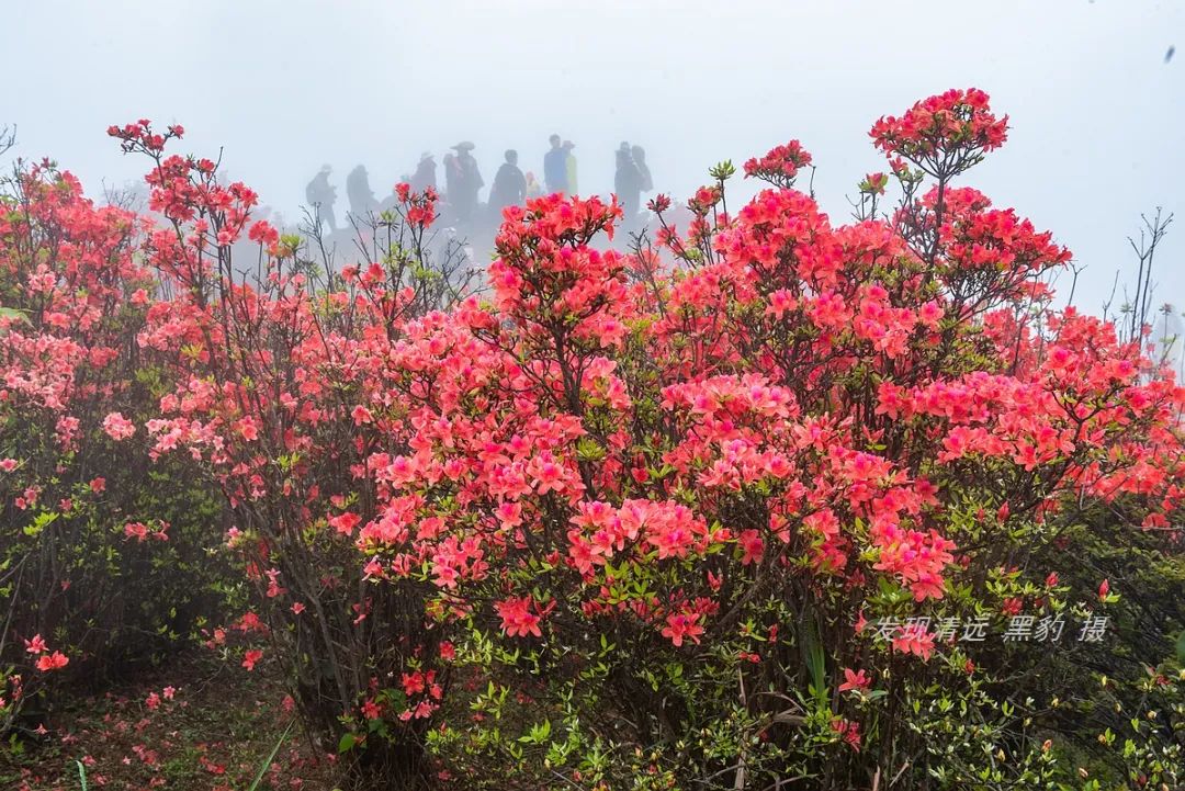 在天露山杜鹃花海丛中劲跳广场舞，这帮广东大妈又火了