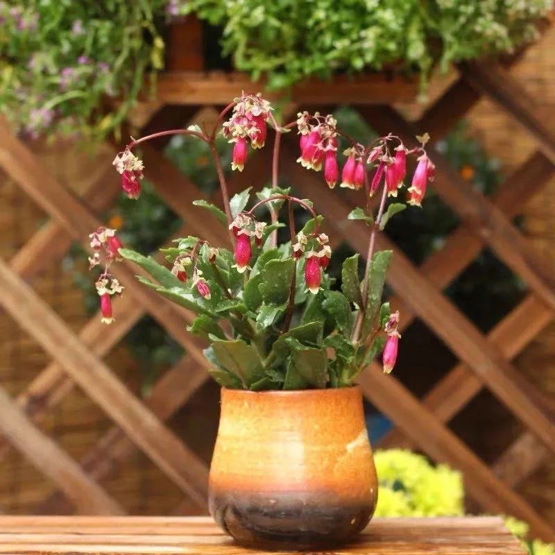 像红灯笼一样的小宫灯长寿花,在家养灯笼花盆栽