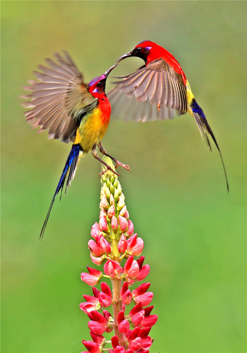 金沙遗址太阳鸟图片,叉尾太阳鸟图片大全