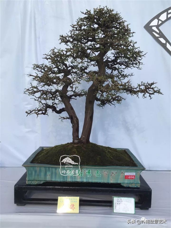 双干树,双干型果树