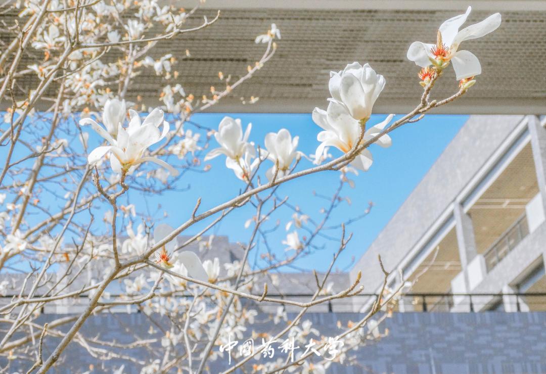 南京“最美”大学之一:占地2100余亩,走出10位院士,央视频频关注!