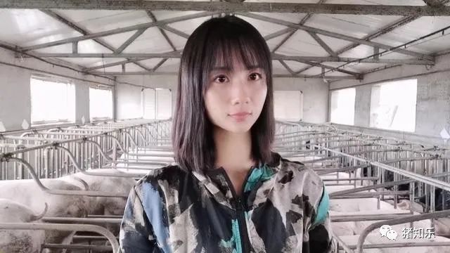 养猪的简单问答,猪易养猪知识大讲堂