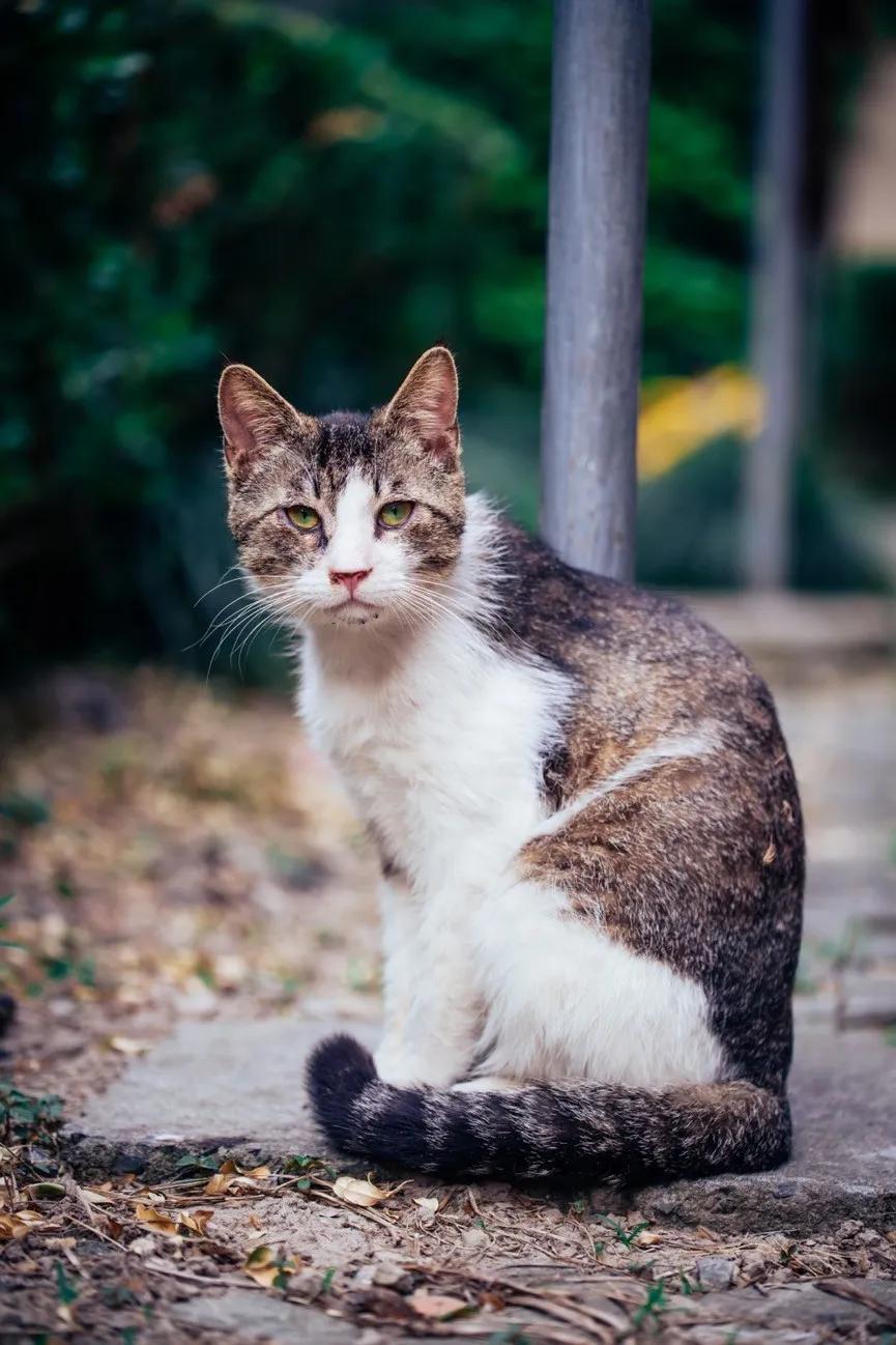 微距镜头选择最大的差异,微距镜头为什么一般是长焦