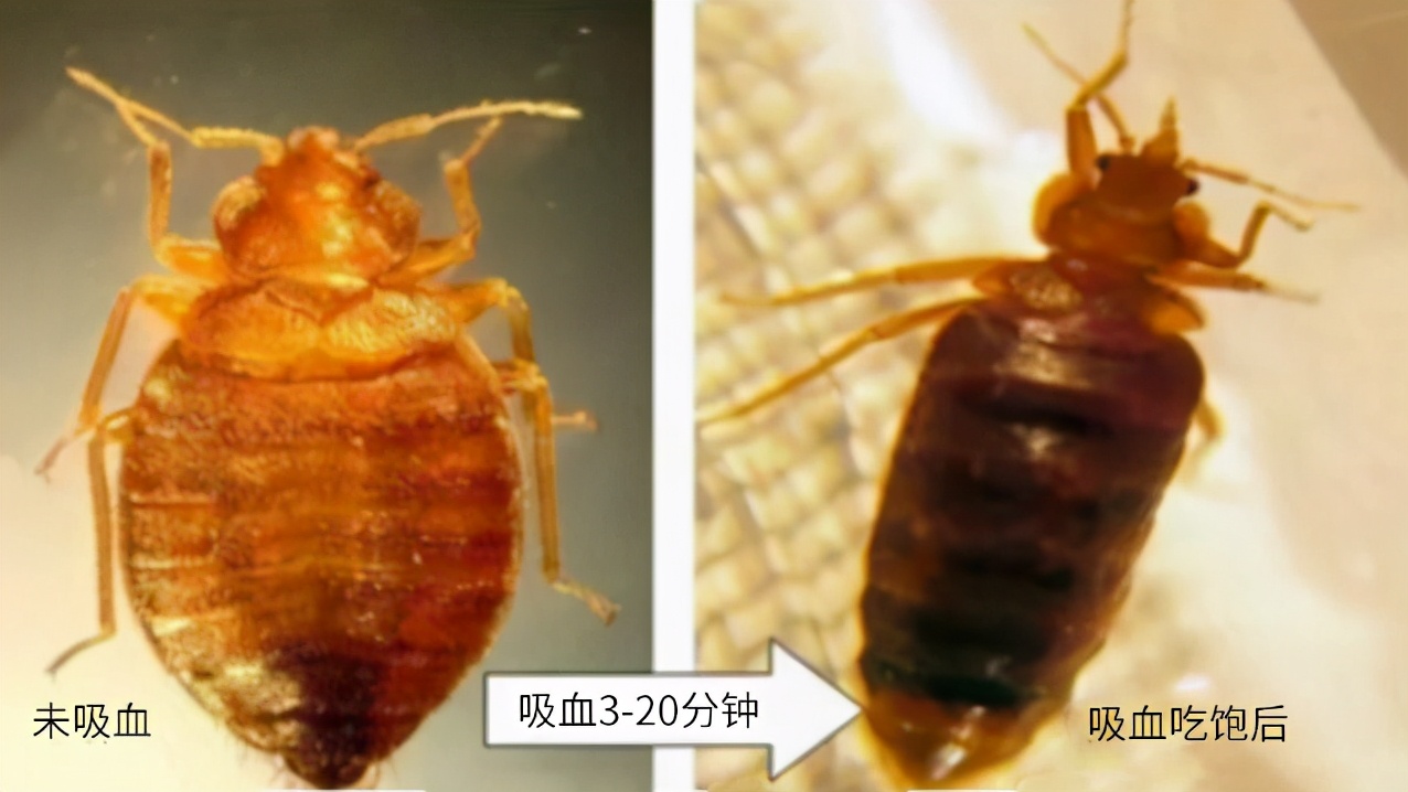 家里臭虫太多了怎么消灭它们,宿舍床上臭虫怎么消灭最彻底