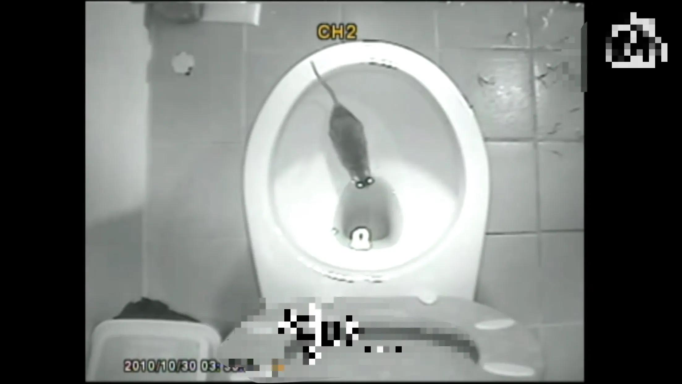 马桶下水道里有老鼠怎么办,老鼠真的能从马桶进入你家里吗