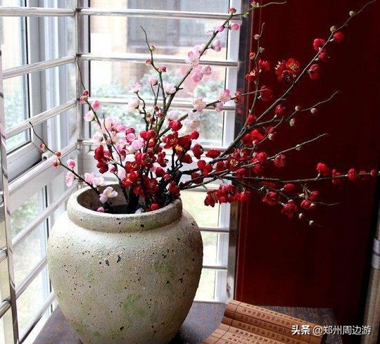 十种最旺客厅的花冬季,春节喜庆花卉有哪些