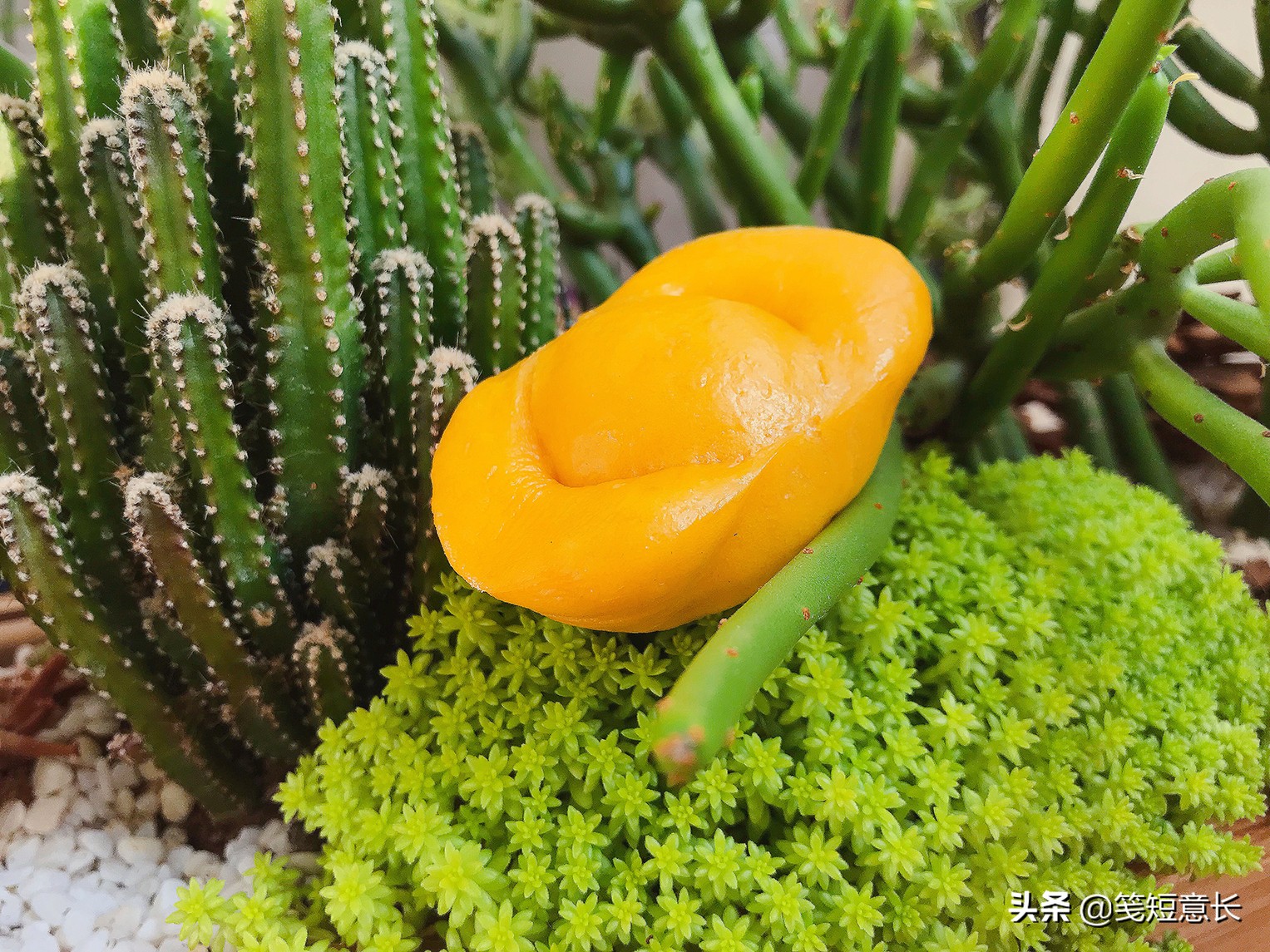 过年谁还吃馒头？土豪快来吃元宝！南瓜面粉，日进斗金，财源滚滚