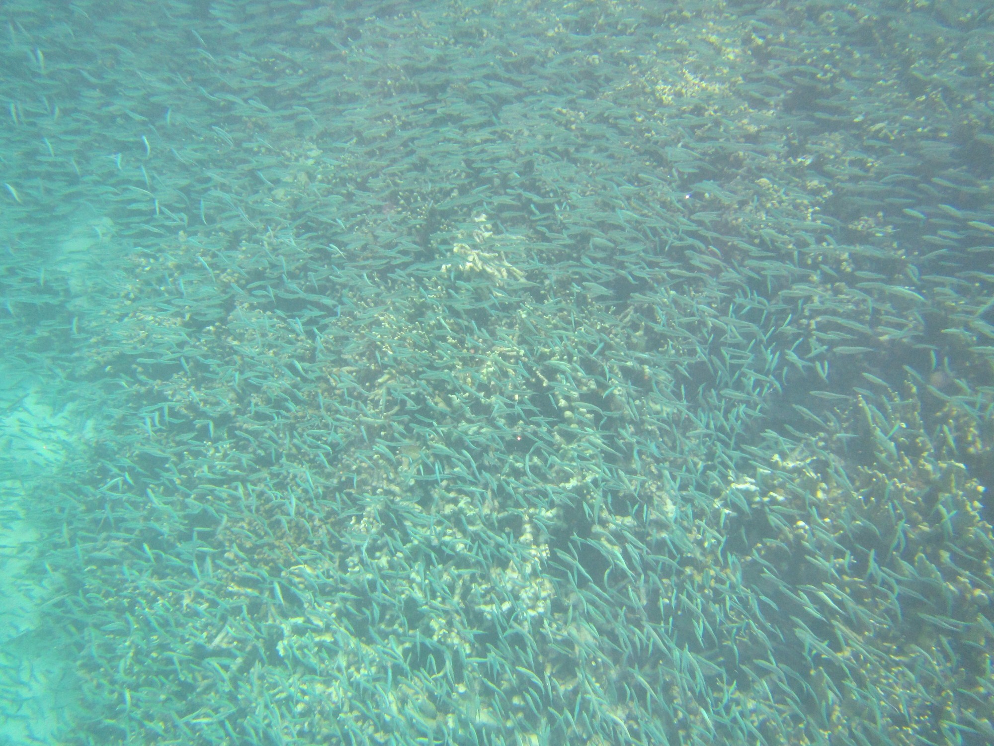 一定是特别的缘分——帕劳，再遇见「周若雪Patty」·上