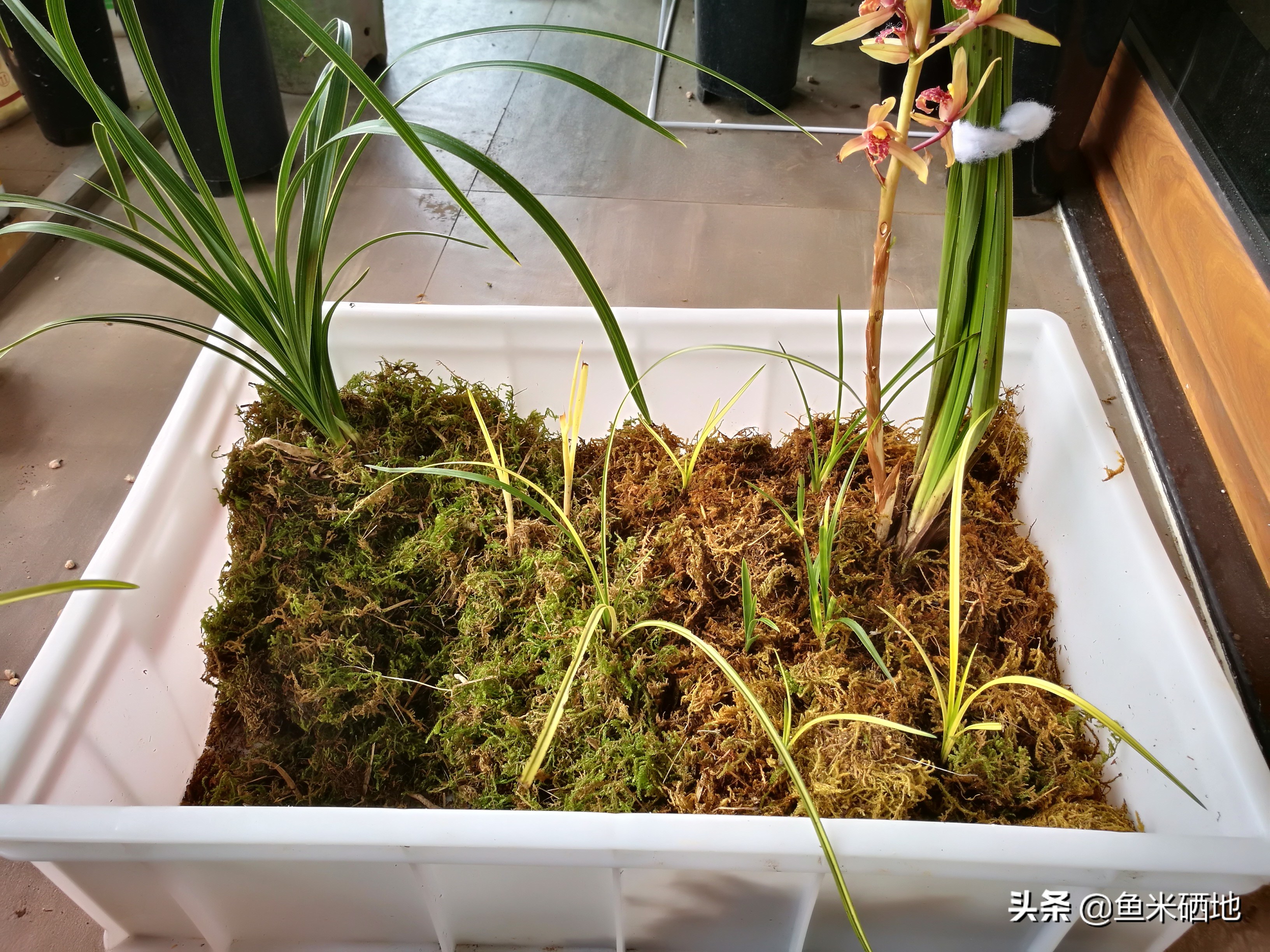 养兰花一年收入多少钱,卖兰花一年能挣多少钱