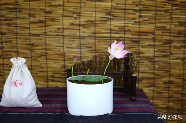 说好的碗莲呢?养了3年,连一朵花都没见,最后只收获一堆菜藕