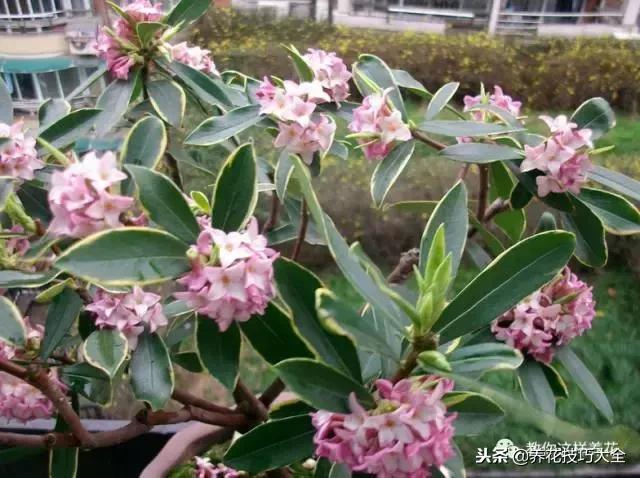 香味最好闻的十种花,一年四季都能闻到香味的四种花